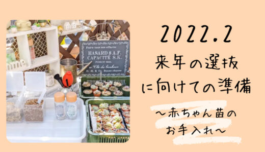 来年の選抜に向けての準備 ～赤ちゃん苗のお手入れ～